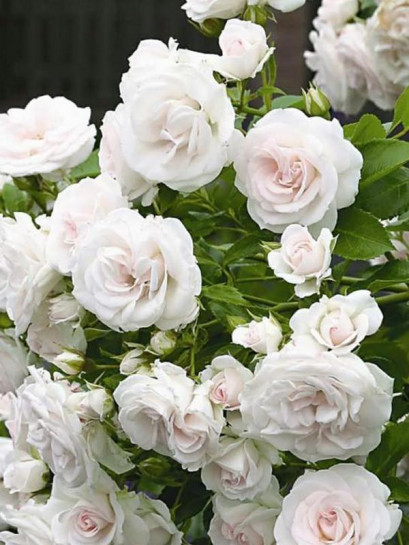 róża okrywowa ASPIRIN ROSE