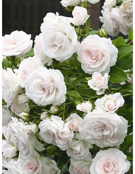 róża okrywowa ASPIRIN ROSE