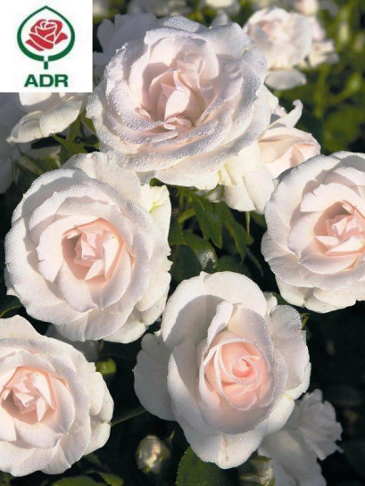 ASPIRIN ROSE okrywowa róża