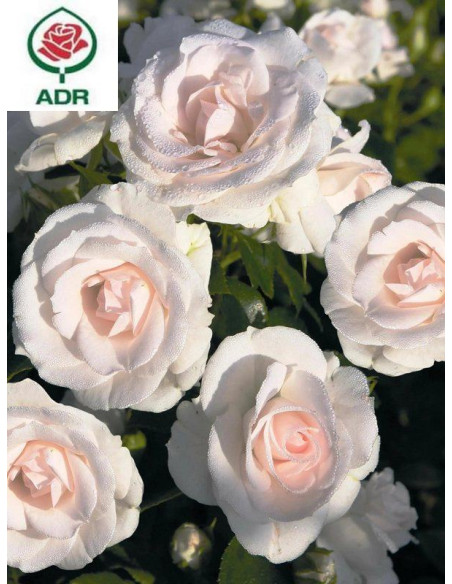 ASPIRIN ROSE okrywowa róża