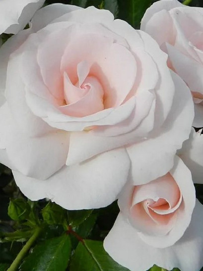 okrywowa róża ASPIRIN ROSE