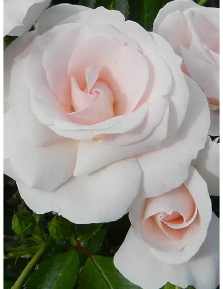 okrywowa róża ASPIRIN ROSE