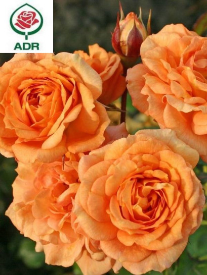 BENTHEIMER GOLD® róża rabatowa