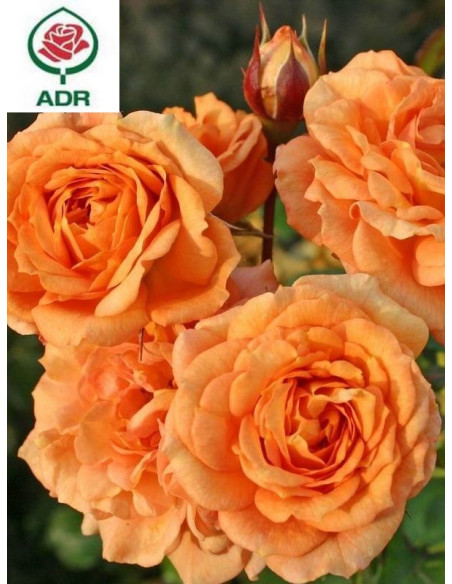 BENTHEIMER GOLD® róża rabatowa