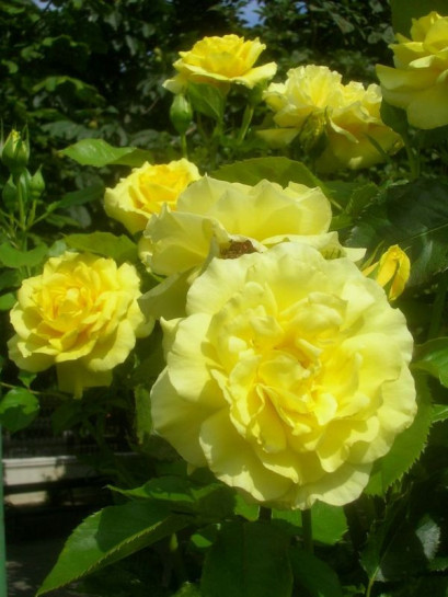 Friesia - żółte rabatowe róże
