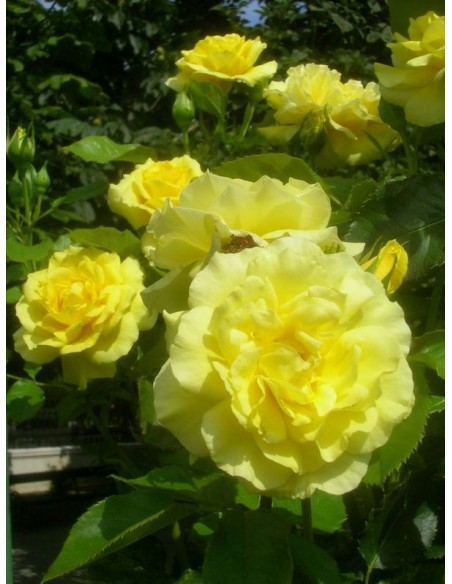 Friesia - żółte rabatowe róże