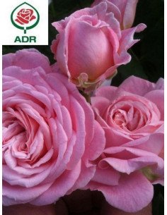 ROSENGRAFIN MARIE HENRIETTE róża rabatowa