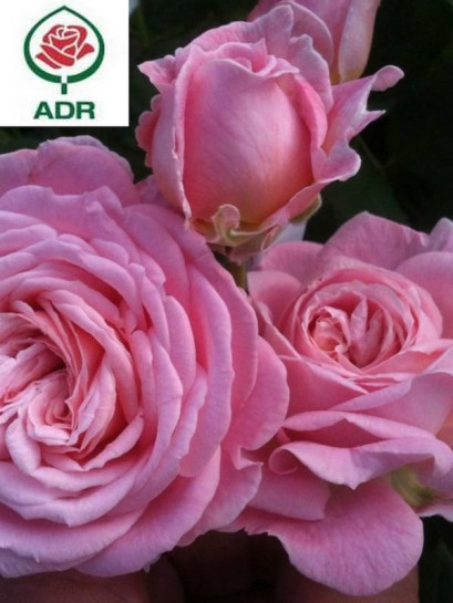 ROSENGRAFIN MARIE HENRIETTE róża rabatowa