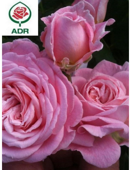 ROSENGRAFIN MARIE HENRIETTE róża rabatowa