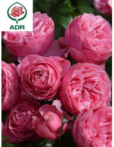 POMPONELLA róża rabatowa