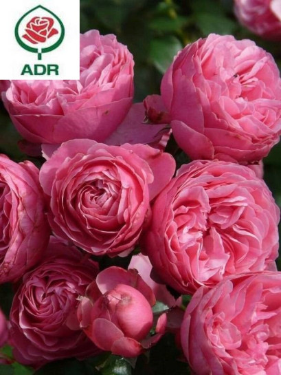 POMPONELLA róża rabatowa