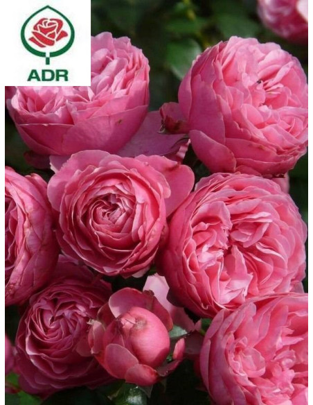 POMPONELLA róża rabatowa