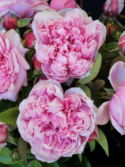 SCHONE MAID® róża wielkokwiatowa