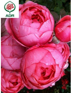 GARTENPRINZESSIN MARIE JOSE® róża rabatowa