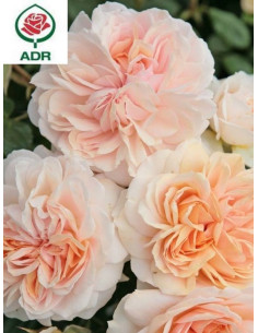 GARDEN OF ROSES róża rabatowa