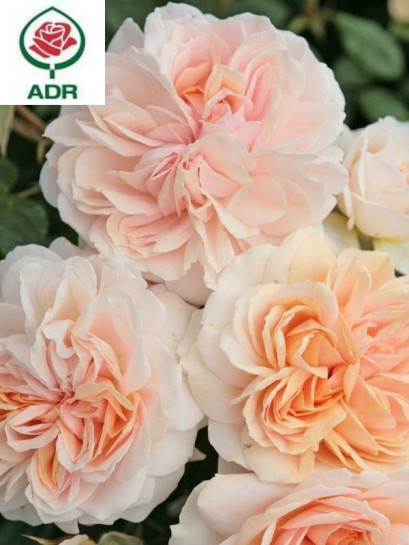 GARDEN OF ROSES róża rabatowa