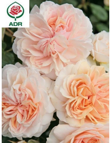 GARDEN OF ROSES róża rabatowa