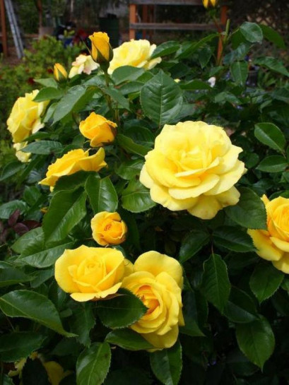 żółte róże rabatowe Friesia