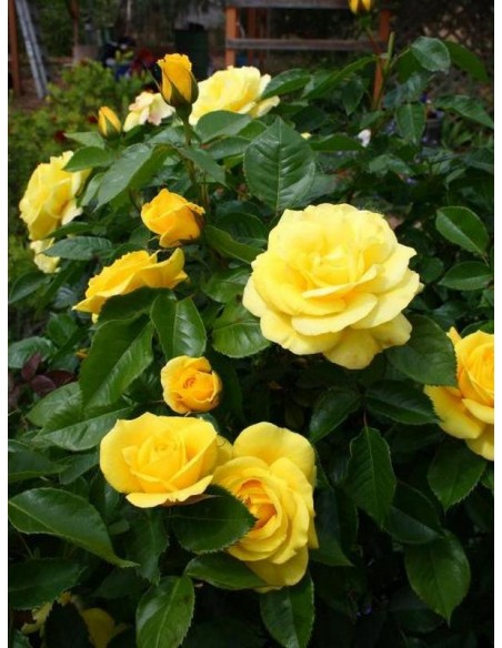 żółte róże rabatowe Friesia