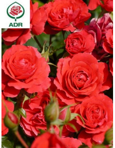 CHERRY GIRL® róża rabatowa