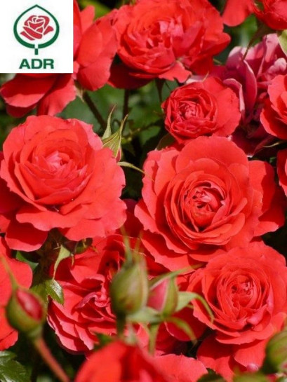 CHERRY GIRL® róża rabatowa