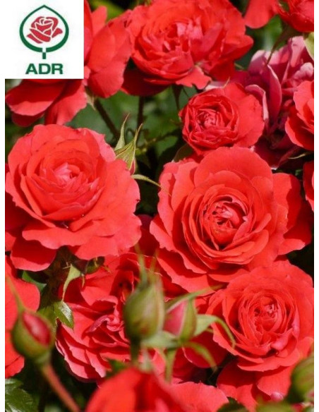 CHERRY GIRL® róża rabatowa