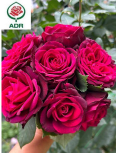 GRAFIN DIANA® róża wielkokwiatowa