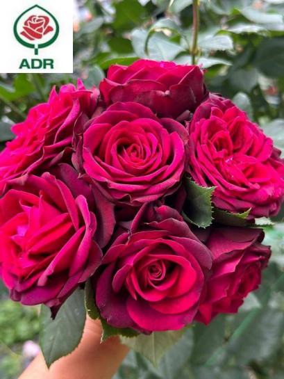 GRAFIN DIANA® róża wielkokwiatowa