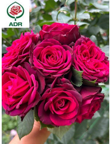 GRAFIN DIANA® róża wielkokwiatowa