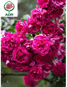 LAGUNA róża pnąca