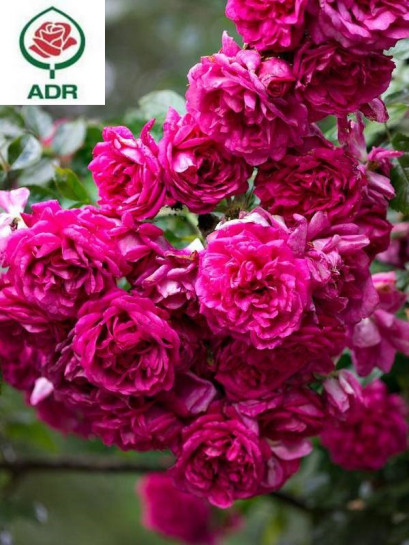 LAGUNA róża pnąca