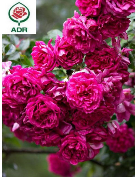 LAGUNA róża pnąca