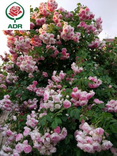 JASMINA róża pnąca