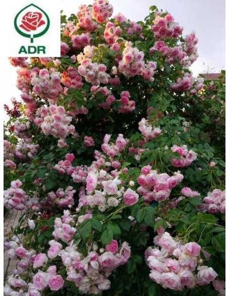 JASMINA róża pnąca