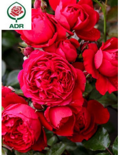 FLORENTINA róża pnąca