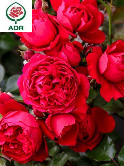 FLORENTINA róża pnąca