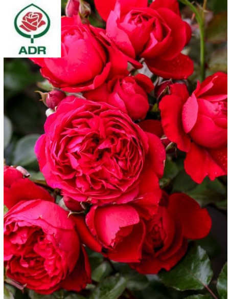 FLORENTINA róża pnąca