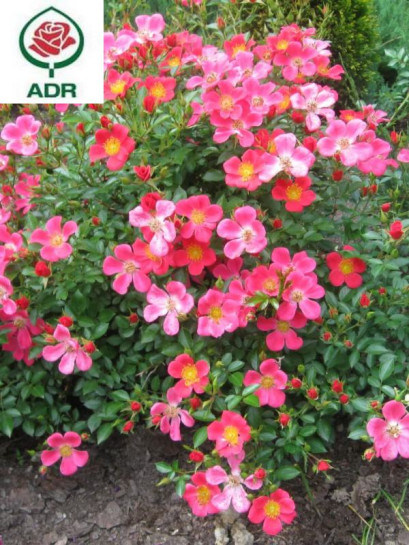 STADT ROM róża okrywowa