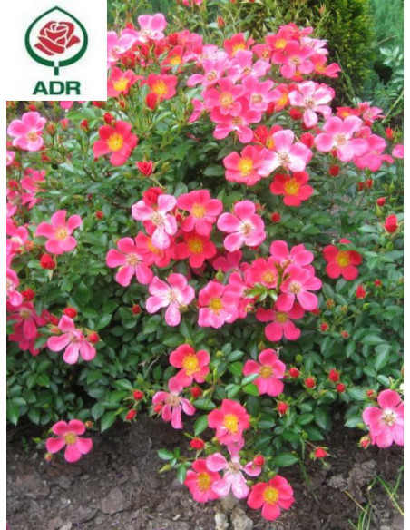 STADT ROM róża okrywowa