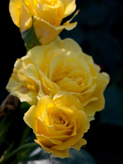 zolte roze rabatowe Friesia