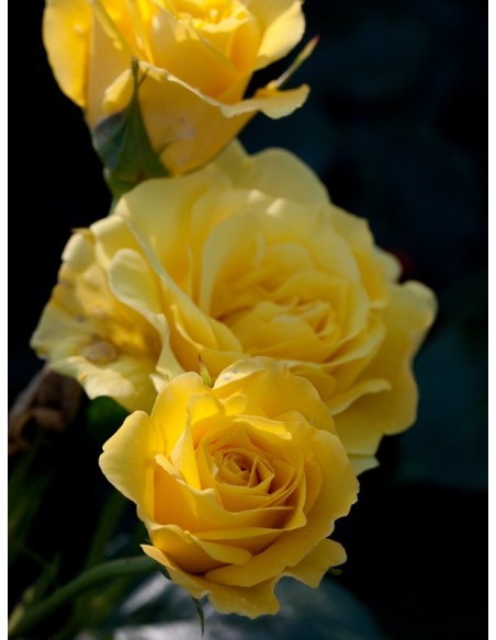 zolte roze rabatowe Friesia