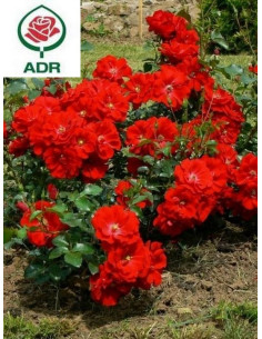 Matador róża okrywowa