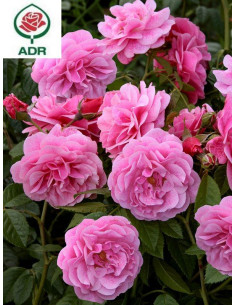 Camelot pnąca róża