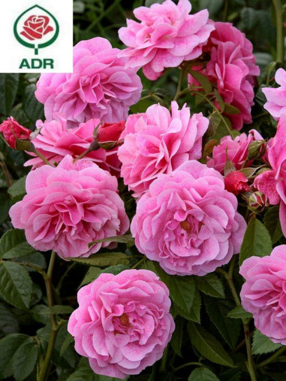 Camelot pnąca róża