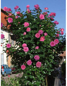 PARFUM ROYAL CLIMBING róża pnąca