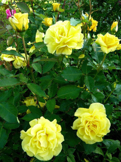 rabatowe róże Fresia żólte