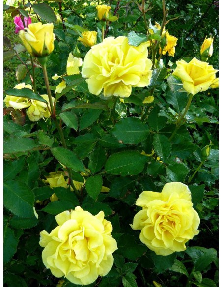 rabatowe róże Fresia żólte