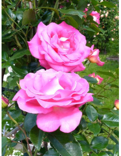 PARFUM ROYAL CLIMBING róża pnąca 2