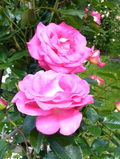 róża pnąca PARFUM ROYAL CLIMBING