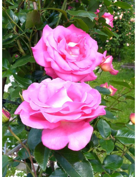 róża pnąca PARFUM ROYAL CLIMBING